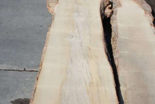 live edge hard maple slab 137 - full slab view