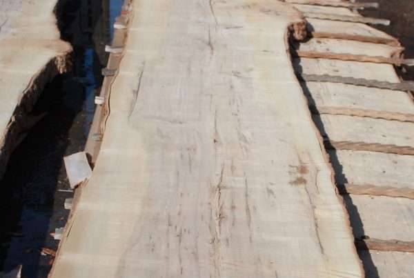 live edge hard maple slab 142 - full slab view