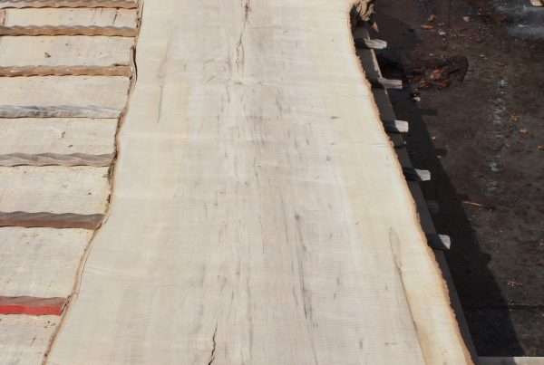 live edge hard maple slab 143 - full slab view