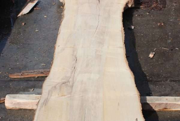 live edge hard maple slab 146 - full slab view