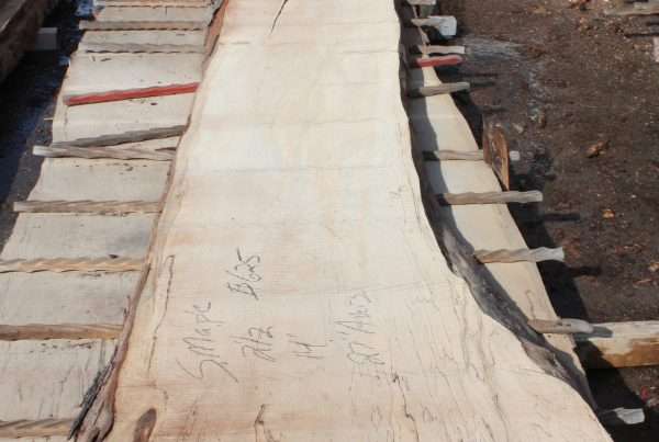 live edge soft maple slab 149 - full slab view