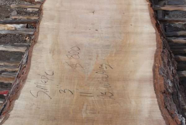 live edge soft maple slab 151 - full slab view