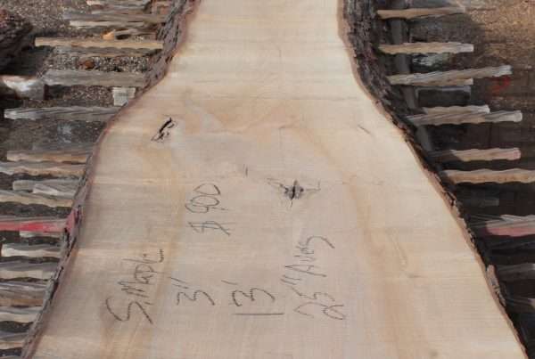 live edge soft maple slab 152 - full slab view