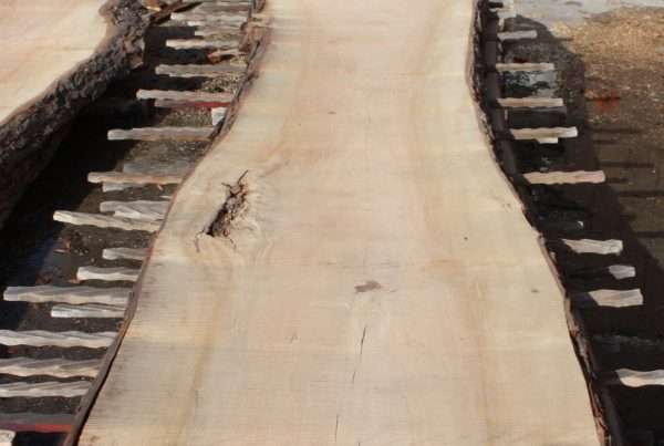 live edge soft maple slab 153 - full slab view
