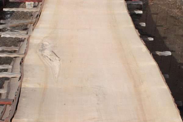 live edge soft maple slab 154 - full slab view