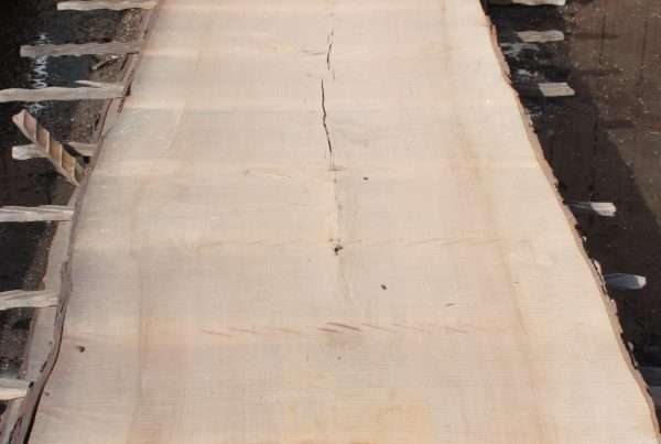 live edge soft maple slab 155 - full slab view