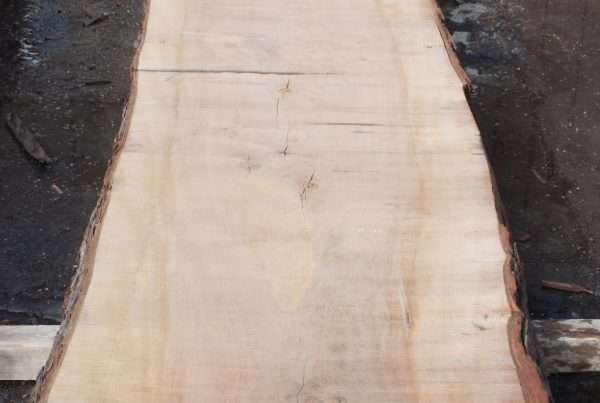 live edge soft maple slab 156 - full slab view