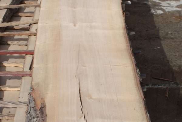 live edge soft maple slab 158 - full slab view