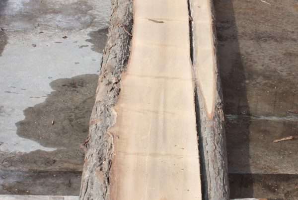live edge soft maple slab 160 - full slab view