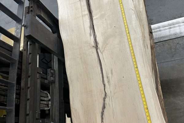 live edge soft maple slab 144 - full slab view